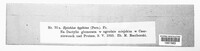 Epichloe typhina image